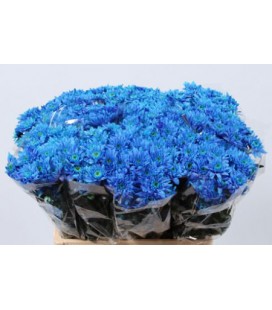 Chrysantheme Euro Teinté Bleu