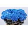 Chrysenthem Euro Teinté Bleu