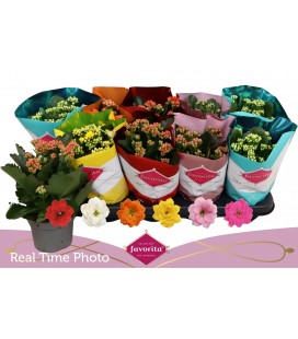 Kalanchoe Ø10.5 mix 6 coul