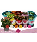 Kalanchoe Ø10.5 mix 6 coul