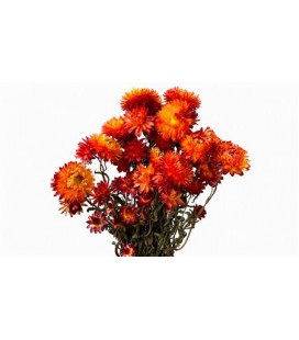 Helichrysum or sec la botte 