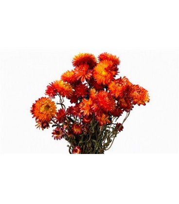 Helichrysum or sec la botte 