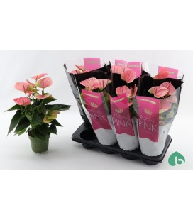 Anthurium Sweet dream Ø 14