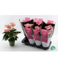 Anthurium Sweet dream Ø 14