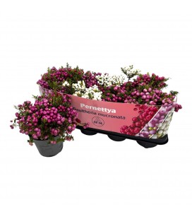 Pernettya pot de 14 blanc ou rose