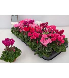 Cyclamen micro Ø 06