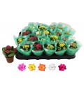 Kalanchoe mix Ø 6 