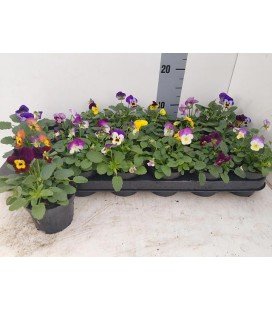 Pensee VIOLA  F1 Ø 09