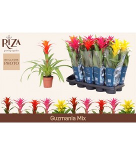 Guzmania mix Ø 12 