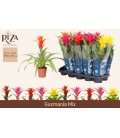 Guzmania mix Ø 12 