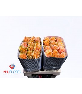 Rose Phoenix 70 cm x 25