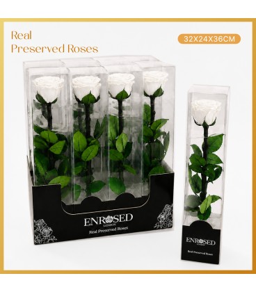 Rose stab Blanche 35 cm