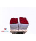 Rose Mama mia 70 cm X 25