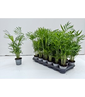 Chamaedorea elegans pot de 09