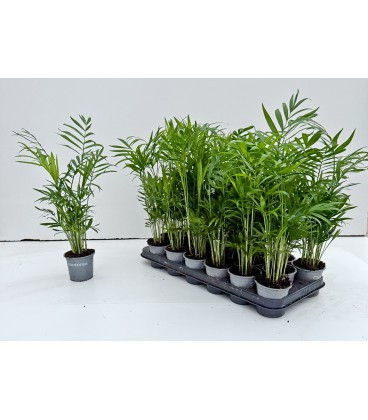 Chamaedorea elegans pot de 09