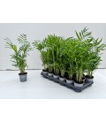 Chamaedorea elegans pot de 09