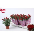 Rosier Hot Jewel Ø10.5
