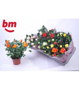 Rosier Monde pot de 12 
