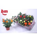 Rosier Monde pot de 12 