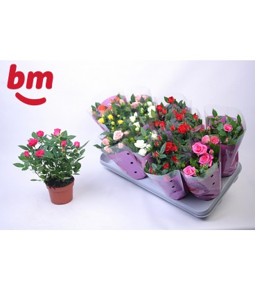 Rosiers mix pot de 10.50  cm