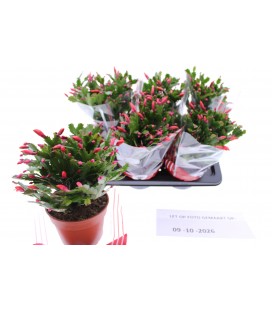 Schlumbergera Ov Ø 17