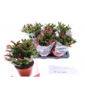 Epiphyllium Ø 17 