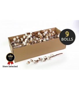 Branche de coton 70 CM 9 fl