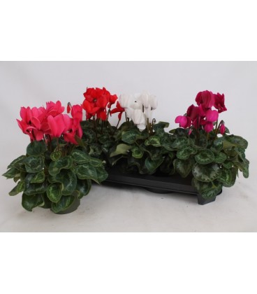 Cyclamen Sup Leopardo Ø 13