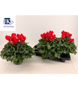 Cyclamen Mammoth Ø 17 rouge