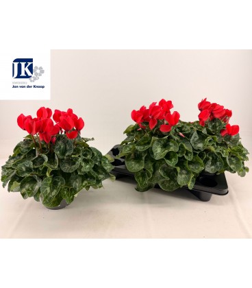 Cyclamen Mammoth Ø 17