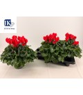 Cyclamen Mammoth Ø 17 rouge