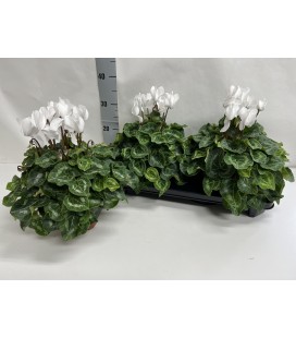 Cyclamen sup xl Ø 15 BLANC