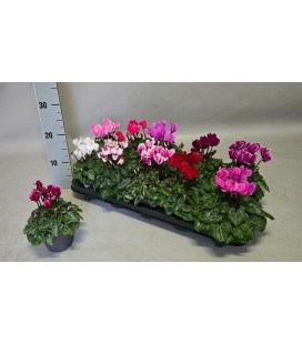 Cyclamen Mini Pot de 10.50