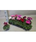 Cyclamen Mini Pot de 10.50