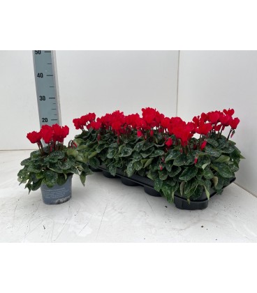 Cyclamen Verano 10.5 ROUGE