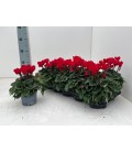 Cyclamen Verano 10.5 ROUGE