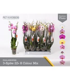 Phalaeno Ø 12 h 65 mix 3 b