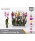 Phalaeno Ø 12 h 65 mix 3 b