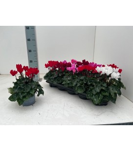 Cyclamen verano mix 10.5