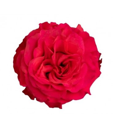 Rose  equat Exotix berry 50 cm x 