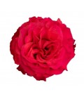 Rose  equat Exotix berry 50 cm x 