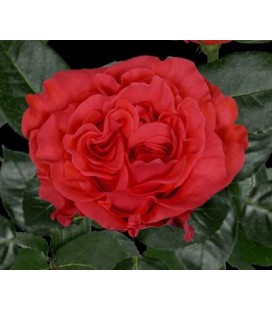 rose equat orange Crown 50 cm x25