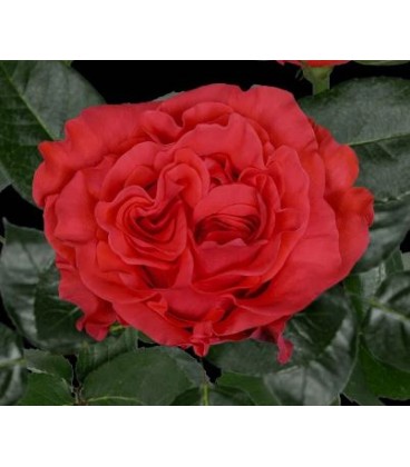 rose equat orange Crown 50 cm x25
