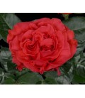 rose equat orange Crown 50 cm x25