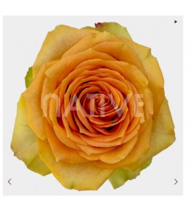 Rose  equat Tropic Versilia 50 cm