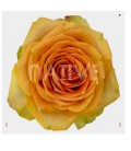 Rose  equat Tropic Versilia 50 cm