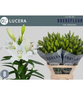 Lys Lucera 