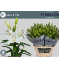 Lys Lucera 