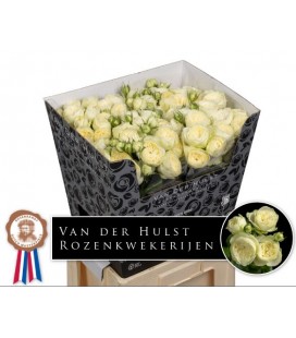 Rose Branchue Ayala 70 cm