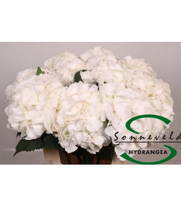 Hortensia M Roy princes 60cm